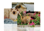 Puzzle Personalizat A4